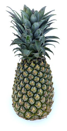 Picture of Eden Tree Pineapple Large