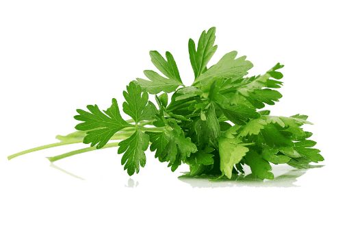 Picture of Eden Tree Celery Leaves