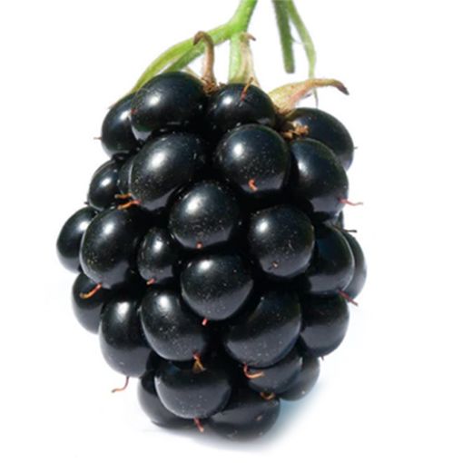 Picture of All Fruits & Veg. Blackberry Pc