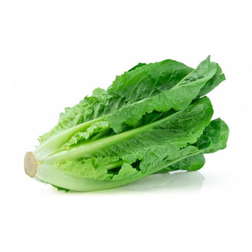 Picture of Traders Roman Lettuce