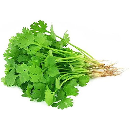 Picture of MaxMart Coriander XL Pkts