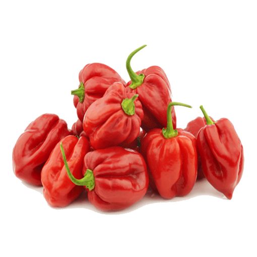 Picture of Eden Tree Fresh Pepper Red