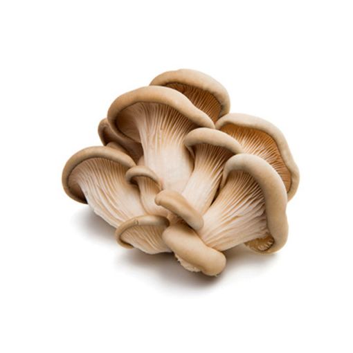 Picture of Five Star Oyster Mushroom Kg