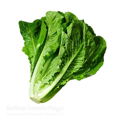 Picture of Iss. Romain Lettuce KG