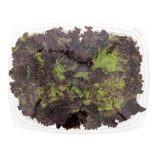 Picture of Jordan Lollo Rosso Pkt