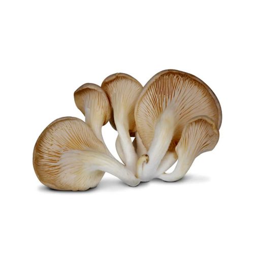 Picture of Oyster Mushroom Pcs