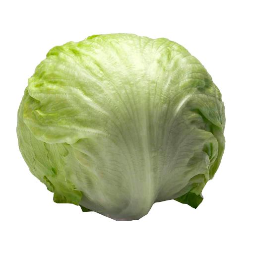 Picture of Maroon Iceberg Lettuce Pack