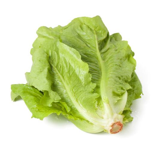 Picture of Maroon & Green Roman Lettuce Pks