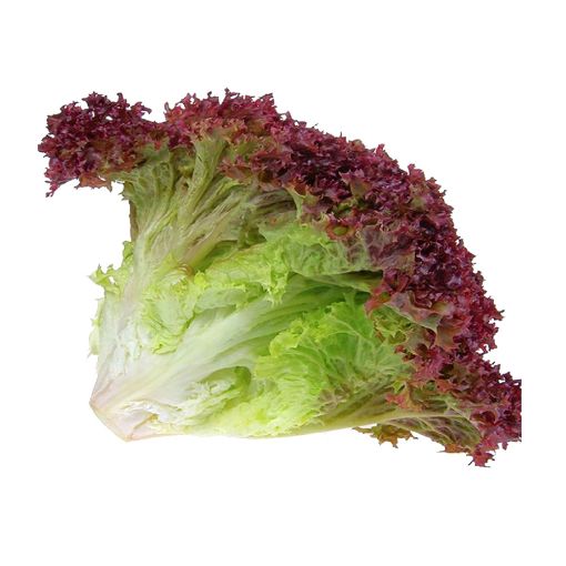 Picture of Maroon & green Lollo Rosso Pkt