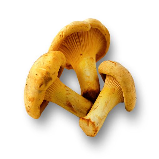 Picture of Van Mushroom Chantrelle Kg